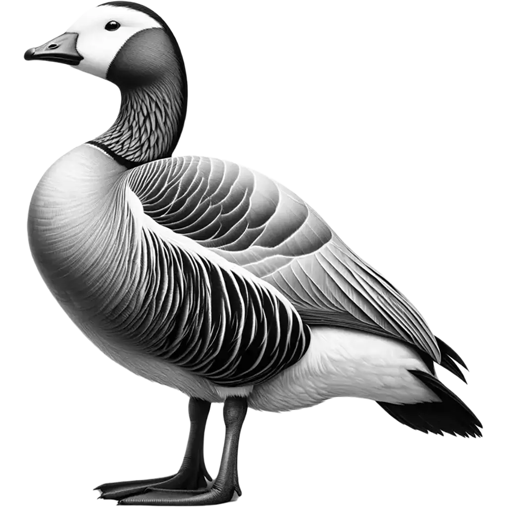 Red-Breasted Goose
