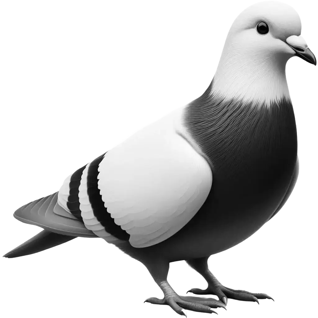 Silvery Pigeon